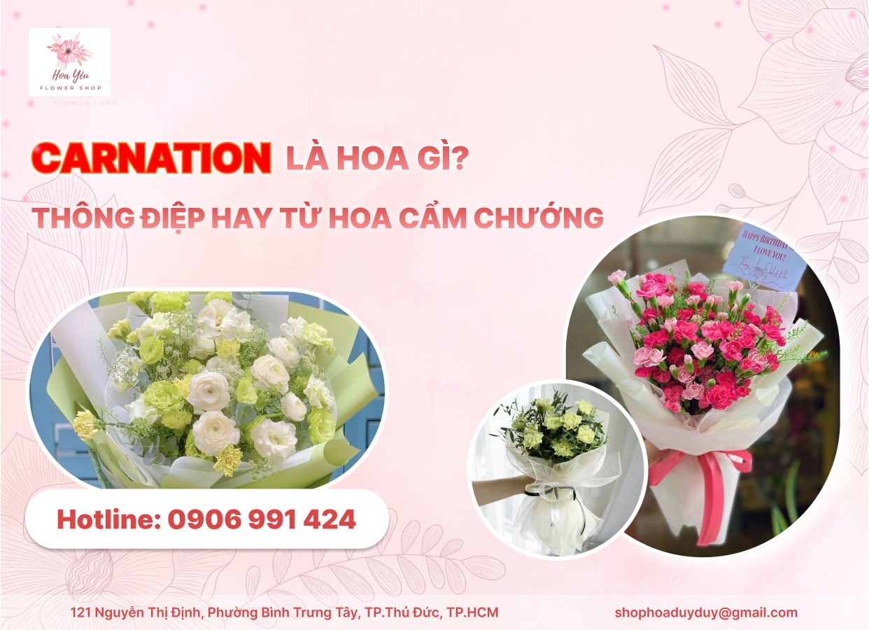 Carnation là hoa gì