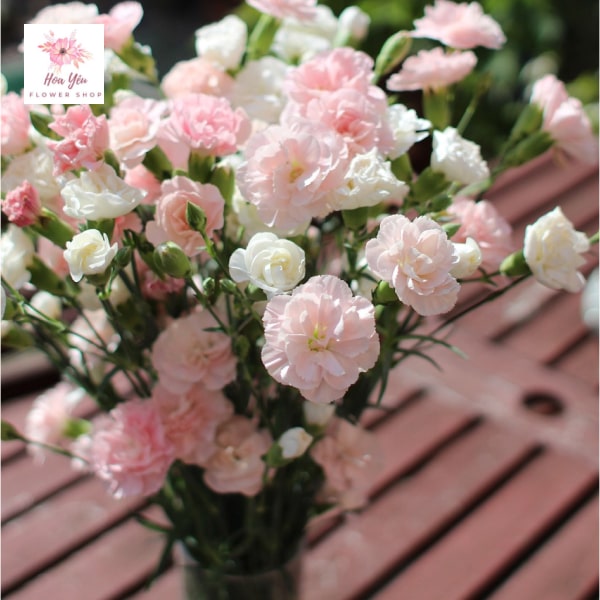 Carnation là hoa gì?