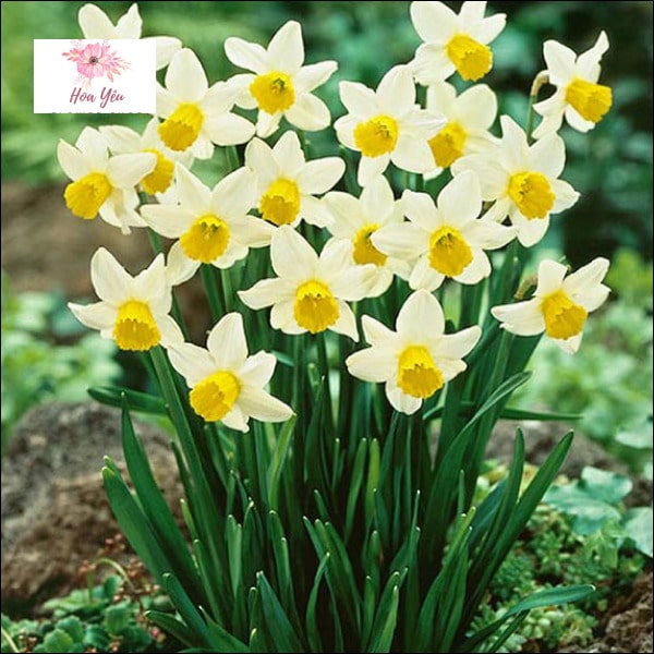 Ý nghĩa của Daffodil 