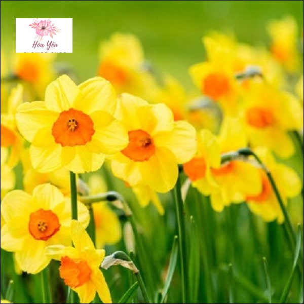 Ý nghĩa của Daffodil 