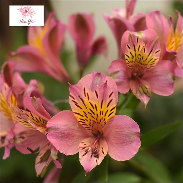 Hoa Lily Peru