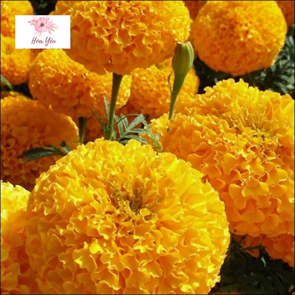 Đến Hoa Yêu mua Marigold tươi và đẹp