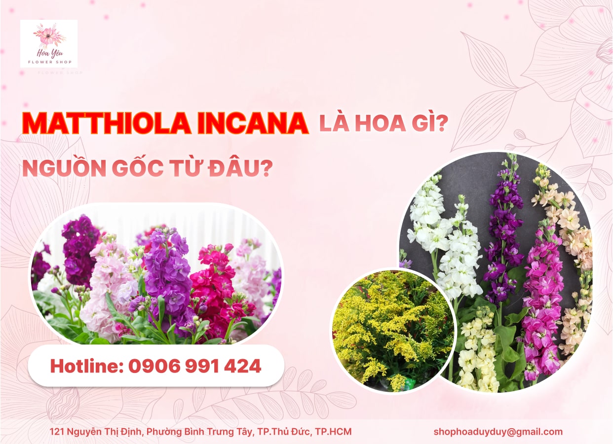 Matthiola Incana là hoa gì? Có nguồn gốc từ đâu?