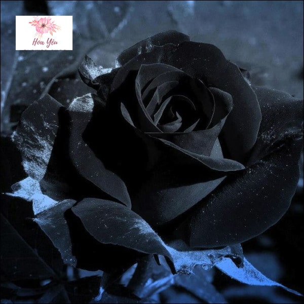 Hoa hồng đen tượng trưng cho điều gì? Sự tích hoa hồng đen